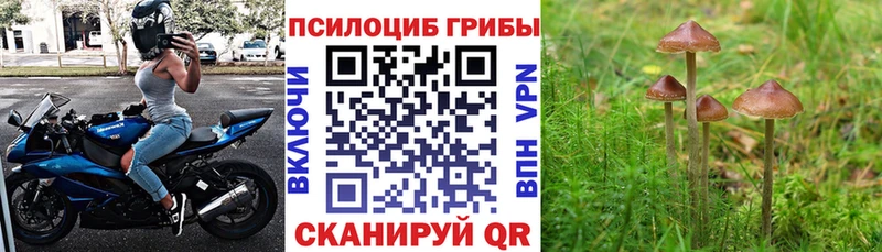 Галлюциногенные грибы GOLDEN TEACHER  Купить закладки  Циолковский 